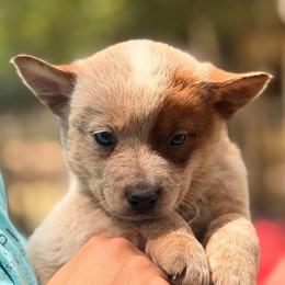 Easy going Male - Red speckled male Australian Cattle Dog puppy in Scurry, Texas from RedHorizon AKC Australian Cattle Dogs (Heelers)