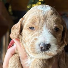 Goldendoodles from Brasingtondoodles
