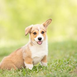 Purple collar- Madeline - Sable female Pembroke Welsh Corgi puppy in Waverly Hall, Georgia from 6g Ranch Corgis