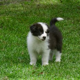 Border Collie Puppies from Shorewind Border Collies