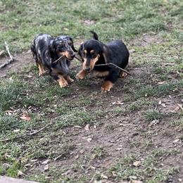 Dachshund All Grown Up from Hickory Hollow Dachshunds