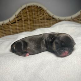 Oakley - Sable and white male Shih Tzu puppy in Lake City, South Carolina from Precious Lil Tzus