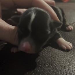 Arielle - Black female Morkie puppy in Pittsburgh, Pennsylvania from Maria's Morkies & More