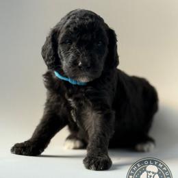 Rhysand - Black male Poodle puppy in Spring Hills, Florida from The Olympus Standard Poodle