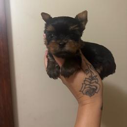Orange boy - Black and tan male Yorkshire Terrier puppy in Cornelia, Georgia from Kruz Kennels