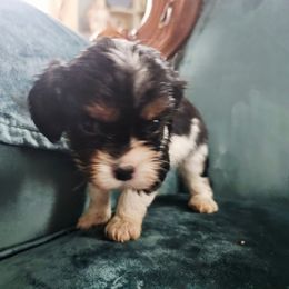 Holly - Tri-color female Cavalier King Charles Spaniel puppy in Watsontown, Pennsylvania from Huntsman Cavaliers