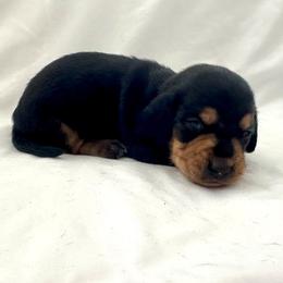 Yellow - Black and tan male Dachshund puppy in Silver Springs, Florida from DeMarsh's Dachshunds