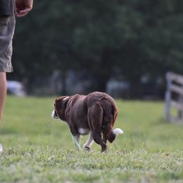 Border Collies from Vibrent Vortex