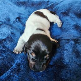 Black and tan piebald - Piebald male Dachshund puppy in Herald, California from Bluegum Dachshunds