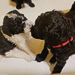 Poodle Puppies from A & A Pinedale Standard Poodles