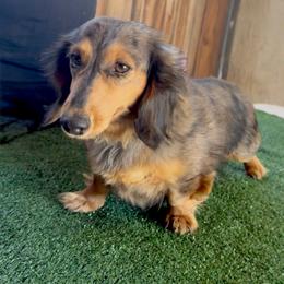 Tunii - Dachshund
