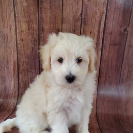 Boy 1 - Schnoodle puppy in Leitchfield, Kentucky from Eveleigh Acres Puppies