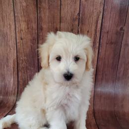 Boy 1 - Schnoodle puppy in Leitchfield, Kentucky from Eveleigh Acres Puppies