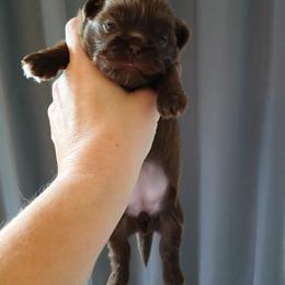 Valentina (Chocolate Truffle) - Chocolate female Shih Tzu puppy in Jacksonville, North Carolina from Charming Southern Shih Tzu