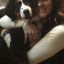 Bernedoodle and Bernese Mountain Dog Puppies from Mountain Top Bernedoodles