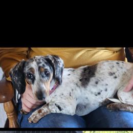 Star - Dachshund