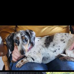 Star - Dachshund