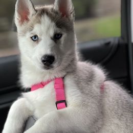 Golden Retriever, Miniature American Shepherd, and Siberian Husky Puppies from HuskiesAndGoldensWithFinesse