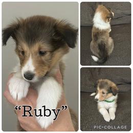 Ruby - Sable and white female Shetland Sheepdog puppy in Aumsville, Oregon from Porter Creek Kennels