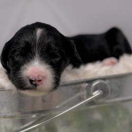 Tungsten - Black and chalk male Australian Labradoodle puppy in Brush Prairie, Washington from Fancy Pants Labradoodles
