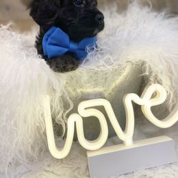 Cavalier King Charles Spaniel and Cavapoo Puppies from K’s Cavys