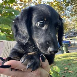 Sage - Black and cream female Dachshund puppy in Lakeland, Florida from Cynthia’s Royal Dachshunds