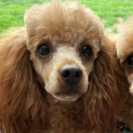 Ziggy - Poodle