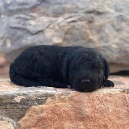 Zeus - Black male Labradoodle puppy in Murray, Utah from Swann's Kennels