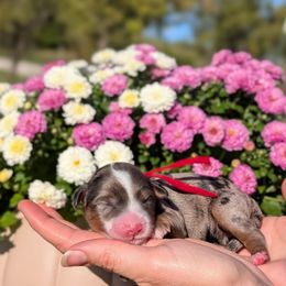 Poplar - Tri-color female Bernedoodle puppy in Mount Pleasant, Tennessee from Amy Brewer