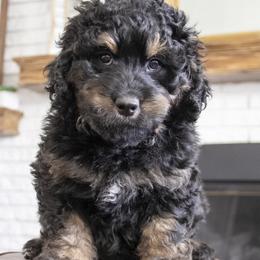 Girl 1 - Tri-color female Bernedoodle puppy in Lehi, Utah from Our Little Farm Life Doodles