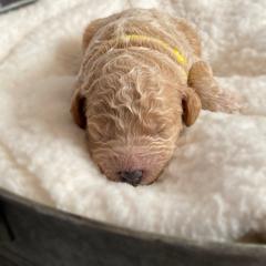 Double Doodle and Goldendoodle Puppies from Golden Paw Doodles