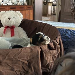 Biewer Terrier Puppies from Rebecca Urban