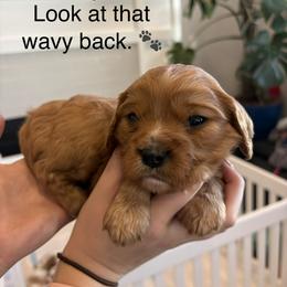 Rowan - Red male Cavapoo puppy in Smithfield, Utah from Shoemaker Farm & Cavapoo Kennel