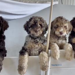 Goldendoodle and Poodle Puppies from Redbud Farm