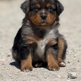 Miniature Australian Shepherd puppies from Maple Creek Run