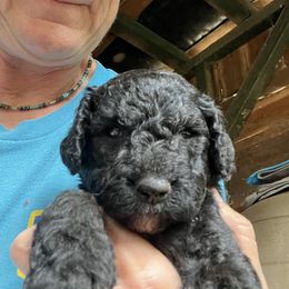 Labradoodle Puppies from Bear Creek Labradoodles