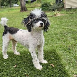 Sir Didymus - Poodle