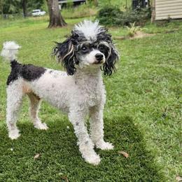 Sir Didymus - Poodle
