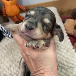 Rose - Dapple female Dachshund puppy in Bullard, Texas from Mimidachs of Texas