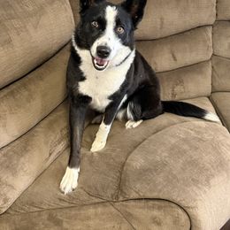 Fig - Black and white female Border Collie puppy in Cedartown, Georgia from Ferguson Border Collies