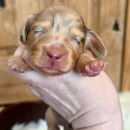 Onyx - Chocolate and tan male Dachshund puppy in Bennett, North Carolina from Cherished Dachshunds