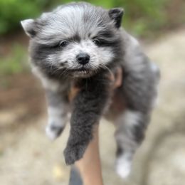 Pomeranian Puppies from Bama Pom Squad