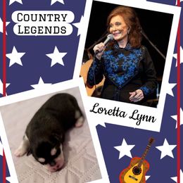 Loretta Lynn - Black and white female Pomsky puppy in Venus, Pennsylvania from Hemlock Pines Pomsky