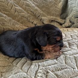 Girl 2 - female Cavalier King Charles Spaniel puppy in Chico, California from Valley Cavaliers