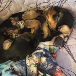 Julie - Black and tan female Yorkshire Terrier puppy in Lamar, Missouri from RJ’S Classy Yorkies