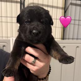 Pink Collar Girl - Bi-color female German Shepherd puppy in Universal City, Texas from Jaxinhaus German Shepherds