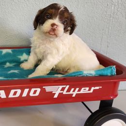 Ace - Tri-color male Cavapoo puppy in Marshfield, Missouri from Clearview Kennels
