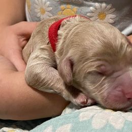 Goldendoodle Puppies from U Need A Doodle
