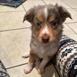 Red Merle female 3 - Red merle female Toy Australian Shepherd puppy in Brooker, Florida from Honey, I Shrunk the Aussies