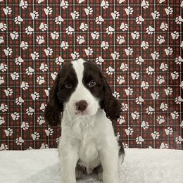 Brant - Liver and white male English Springer Spaniel puppy in Casnovia, Michigan from DESK Springer Spaniels